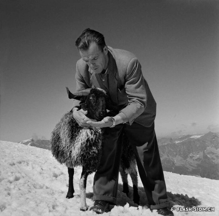 Hermann Geiger nourrissant un bélier, 1955 © Oscar Darbellay, Médiathèque Valais – Martigny