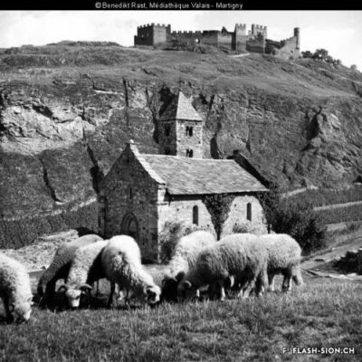 Moutons paissant autour de la chapelle de Tous-les-Saints, env. 1935-1945 © Benedikt Rast, Médiathèque Valais - Martigny