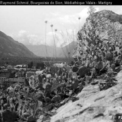 Colonie de cactus sur la colline de Valère avec vue sur le sud de la ville, 1937 © Raymond Schmid, Médiathèque Valais – Martigny