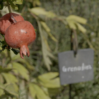 Grenadier dans le jardin potager de Valère © Pentamedia, Archives de la Ville de Sion, 2019