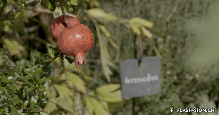 Grenadier dans le jardin potager de Valère © Pentamedia, Archives de la Ville de Sion, 2019