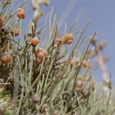 L’uvette (ephedra helvetica), plante caractéristique du Valais central, occupe les sols rocheux entre les sites de Valère et Tourbillon © Pentamedia, Archives de la Ville de Sion, 2019