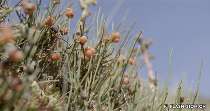 L’uvette (ephedra helvetica), plante caractéristique du Valais central, occupe les sols rocheux entre les sites de Valère et Tourbillon © Pentamedia, Archives de la Ville de Sion, 2019