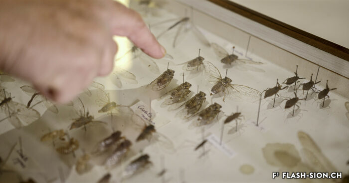 La cigale grise (Cicada orni), espèce la plus répandue dans le Valais central, Musée de la Nature © Pentamedia, Archives de la Ville de Sion, 2019