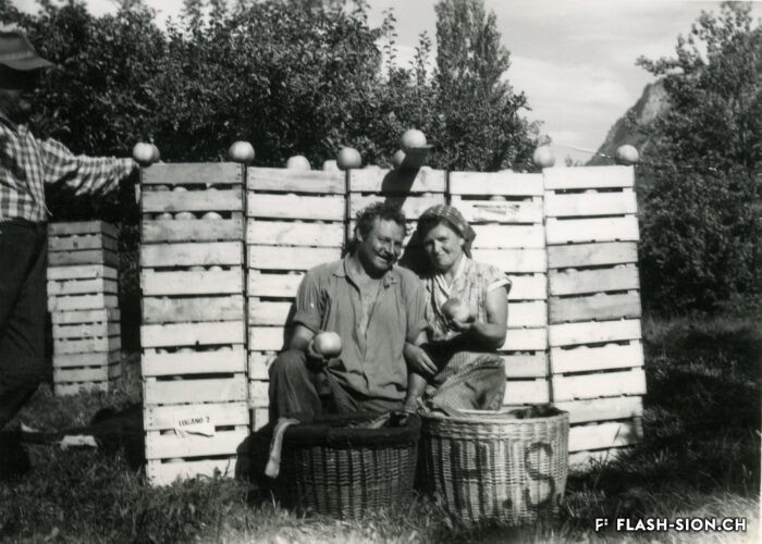 Récolte de pommes Canada dans un pré-verger à haute-tige à Bramois, vers 1950-1960, archives privées Famille Schupach