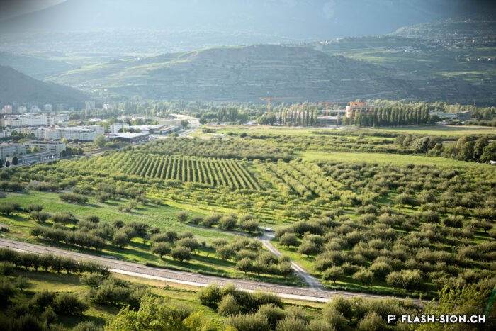 Sion possède le plus grand verger bio et verger à haute-tige de Suisse, verger de Champsec, 2022 © Pentamedia, Archives de la Ville de Sion