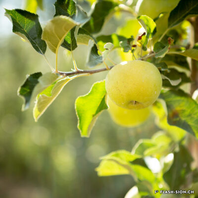 Nouvelle plantation de pommes Canada basse-tige dans un verger bourgeoisial à Bramois, 2022 © Pentamedia, Archives de la Ville de Sion