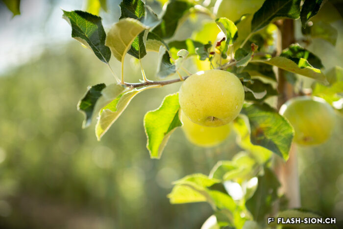 Nouvelle plantation de pommes Canada basse-tige dans un verger bourgeoisial à Bramois, 2022 © Pentamedia, Archives de la Ville de Sion