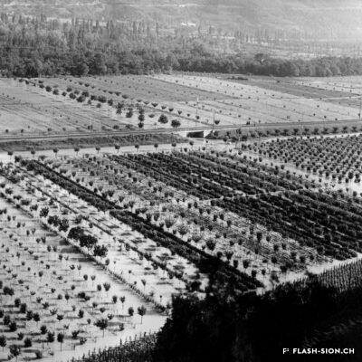 Grande crue du Rhône causant des dégâts importants aux vergers de la plaine du Rhône, Domaine de Châteauneuf, 1935, Archives de la Ville de Sion