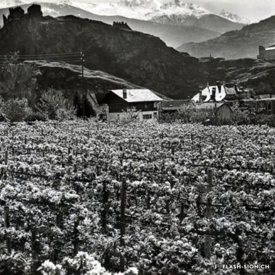 En 1886, 155 espèces de pommiers sont recensées en Valais. En 1907-1908, seuls les Canada, les Franc-Roseau et les Calville Blanc restent recommandés pour la culture.