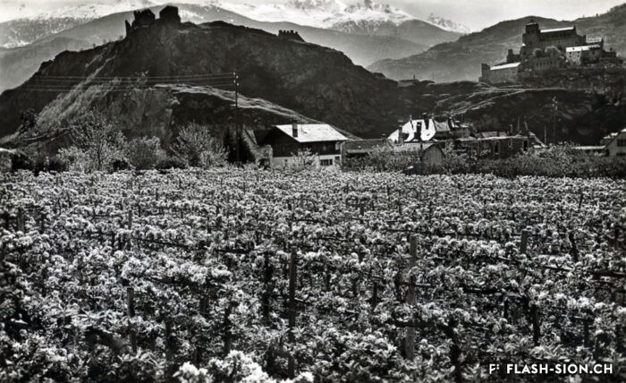 En 1886, 155 espèces de pommiers sont recensées en Valais. En 1907-1908, seuls les Canada, les Franc-Roseau et les Calville Blanc restent recommandés pour la culture. 